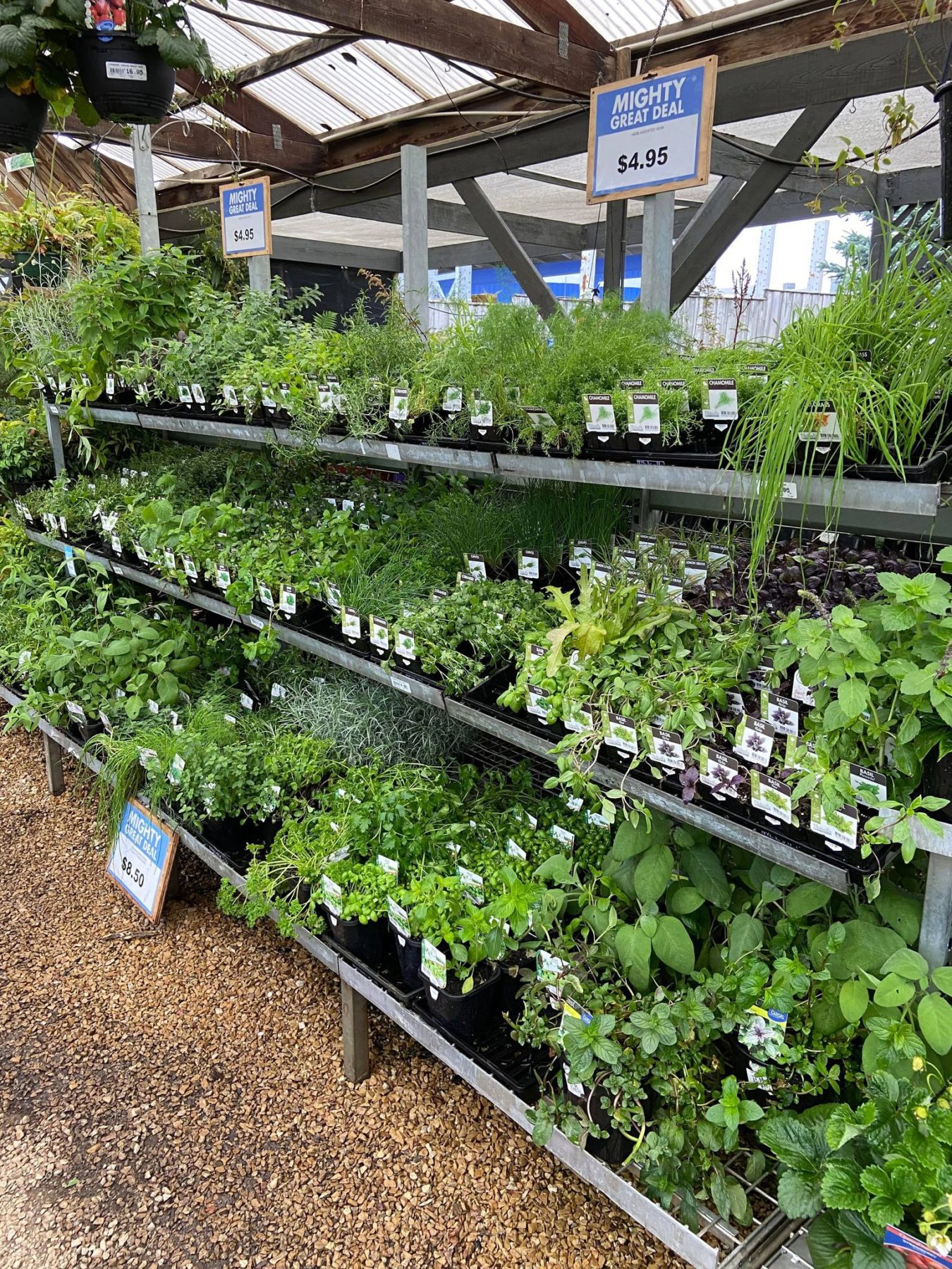 Herbs at Clennetts Mitre 10